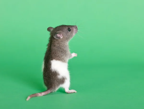 작은 호기심 쥐 — 스톡 사진