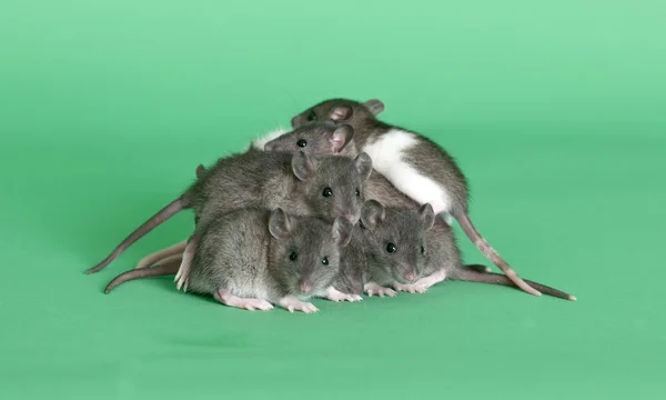 Fiatal patkányok — Stock Fotó