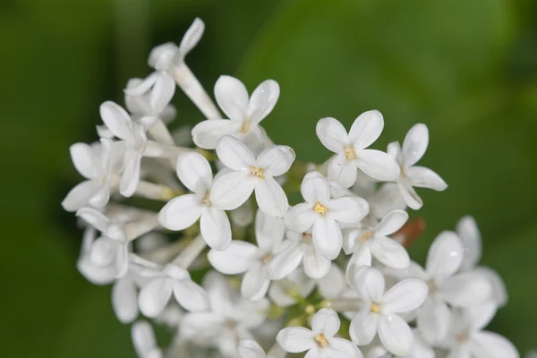 Weißer Flieder — Stockfoto