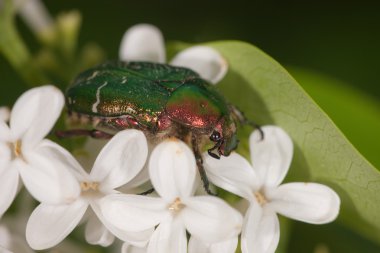 Mayıs bug portresi