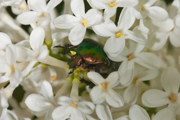 Május-bug a fehér orgona — Stock Fotó