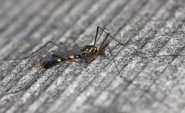Большой комар — стоковое фото