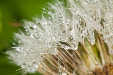 Dandelion after a rain