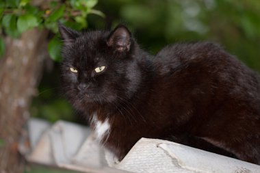 Siyah bir kedinin portresi