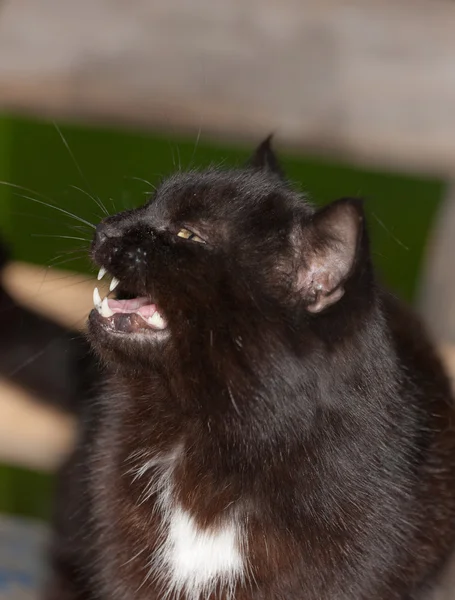 Kara kedi mewing — Stok fotoğraf