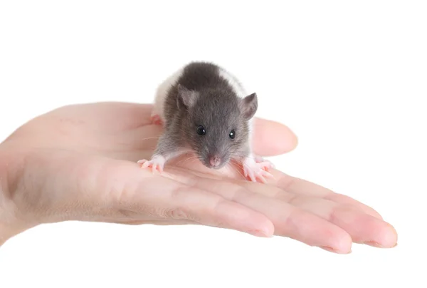 Szczur na dłoni — Zdjęcie stockowe