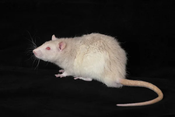 Rat domestique blanc — Photo