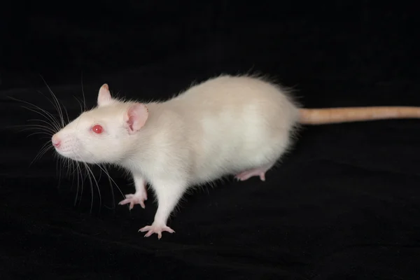 好奇的大鼠的肖像 — 图库照片
