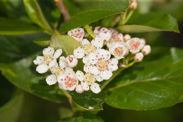 Blomstrende gren chokeberry - Stock-foto