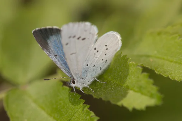 Küçük mavi kelebek — Stok fotoğraf