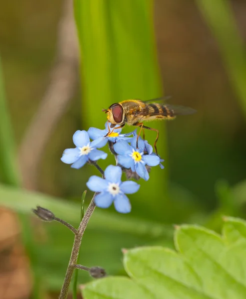 Hoverfly çiçek unutma üzerine — Stok fotoğraf