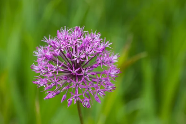 Allium close-up — Fotografia de Stock