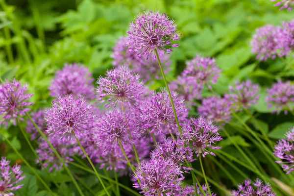 stock image Allium on a green background