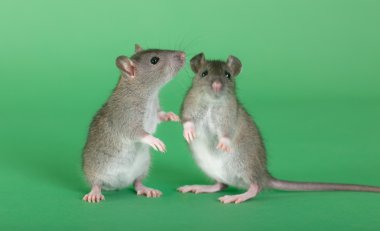 iki genç rats