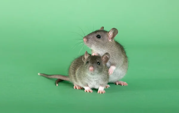 Rats on a green background — 图库照片