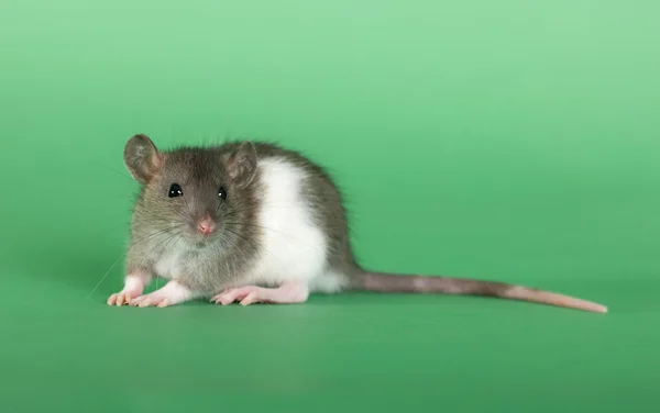 Fiatal kis patkány — Stock Fotó