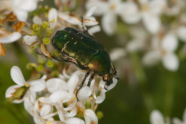 May-bug close up — Stock Photo, Image