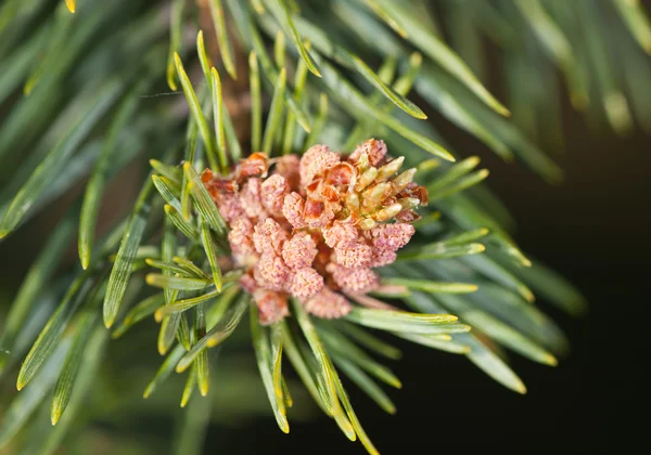 Pine close-up — Stockfoto