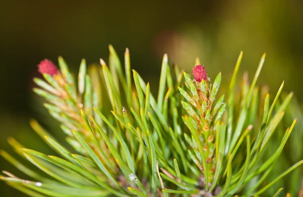 Pine flowering — Stock Photo, Image