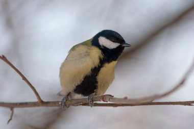 Baştankara (Parus major kadar yakın)