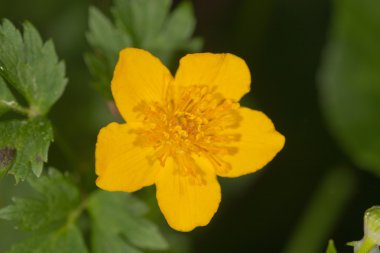 caltha palustris yakın çekim