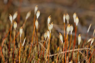 polytrichum komünü