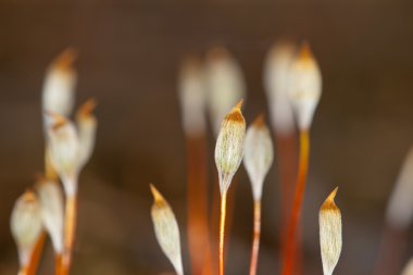 polytrichum komün büyük bir yakın çekim