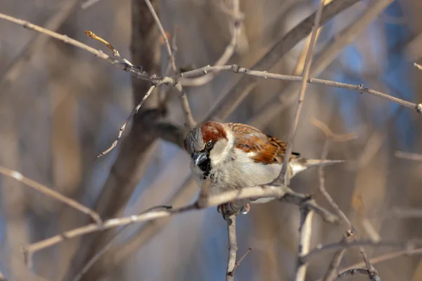 Curious sparrow — Stock Photo, Image