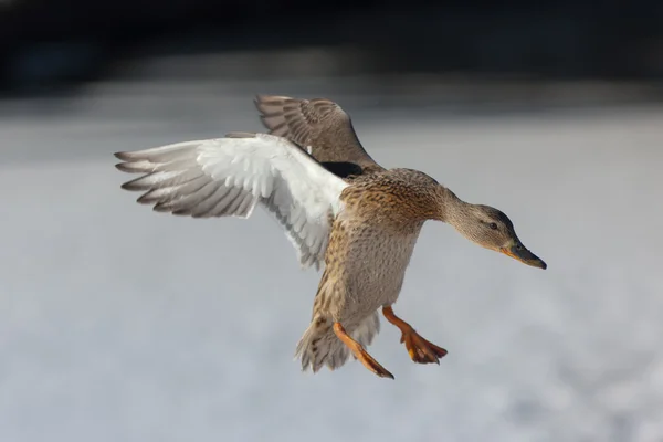 Uçuşta ördek — Stok fotoğraf