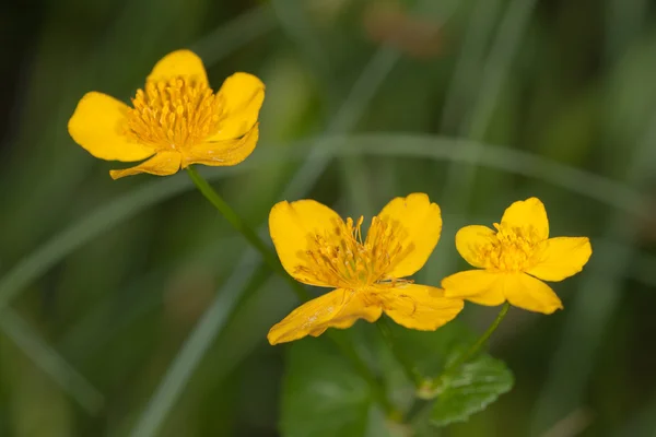 Tres flores amarillas — Foto de Stock