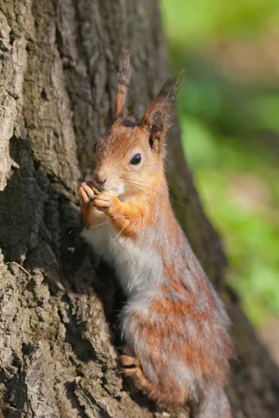 Porträt eines Eichhörnchens — Stockfoto