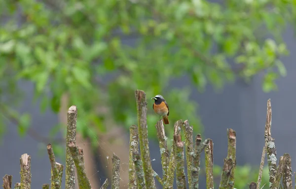 Redstart on a fence — Stock Photo, Image