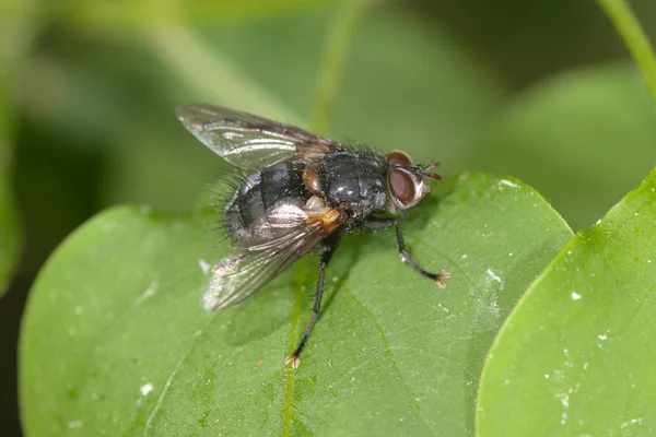 Fly on a leaf — Stock Photo, Image