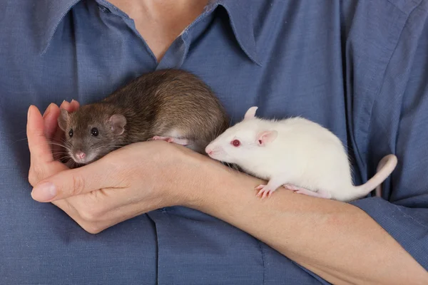 Brun och vit råttor — Stockfoto