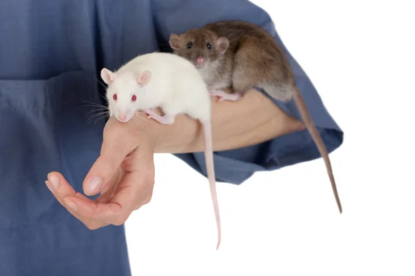 Nyfiken råttor — Stockfoto