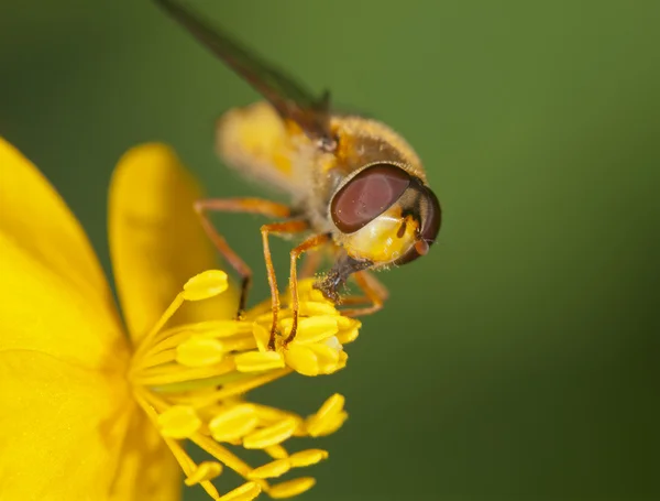 Sarı bir çiçekte uçan sinek. — Stok fotoğraf