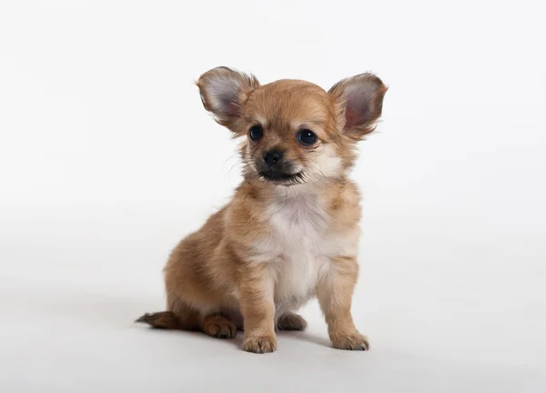 Szczeniak rasy Chihuahua — Zdjęcie stockowe
