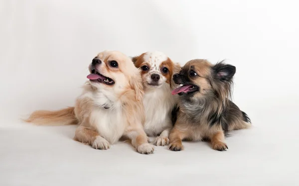 Stock image Three Chihuahua