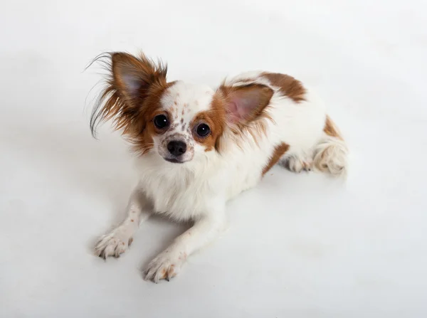 Retrato del Chihuahua —  Fotos de Stock