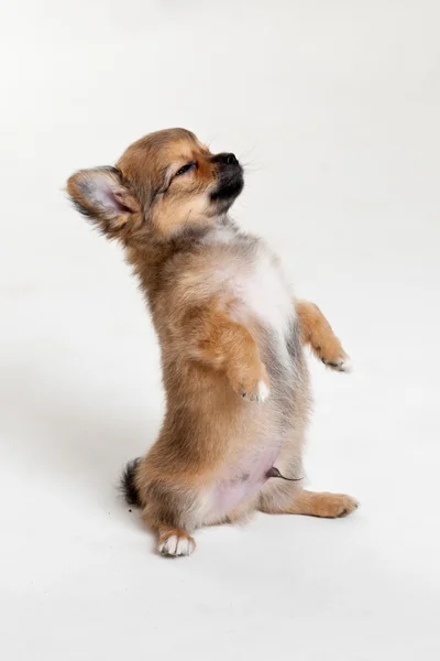 Ridiculous puppy — Stock Photo, Image