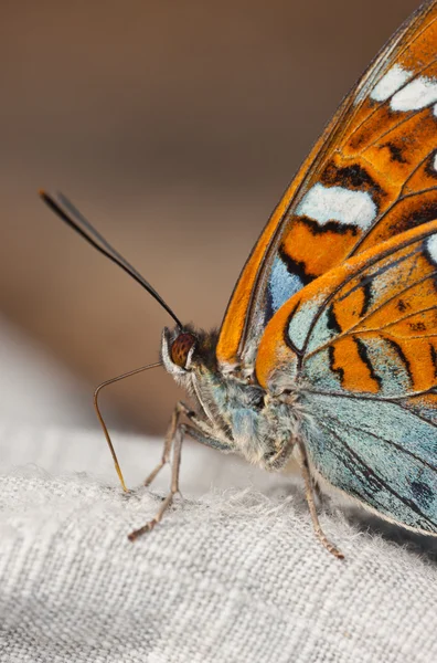 Bir kelebeğin portresi — Stok fotoğraf