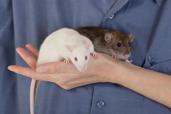 Twee kleine ratten — Stockfoto