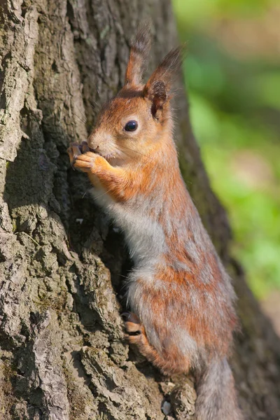 Écureuil contre écorce d'arbre — Photo