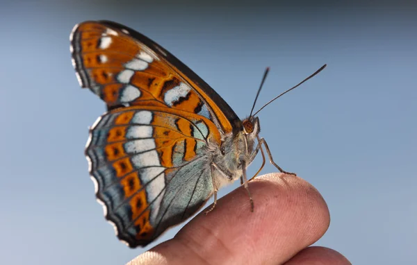 Schöner Schmetterling — Stockfoto