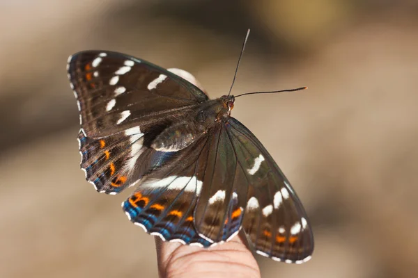 Motýl - pohled shora — Stock fotografie