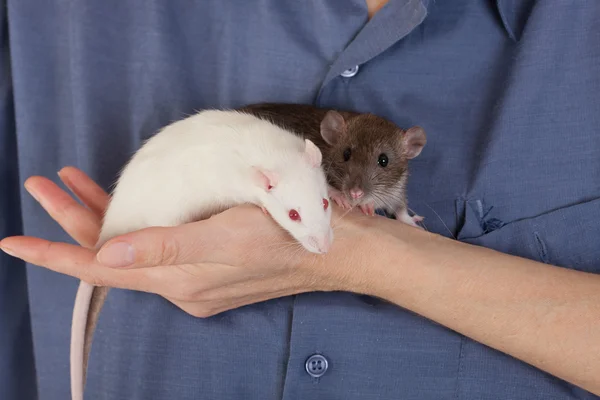Kleine ratten op een hand — Stockfoto