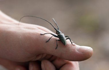 bir parmağına beetle