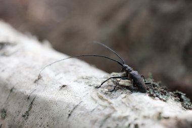 beetle ile büyük anten
