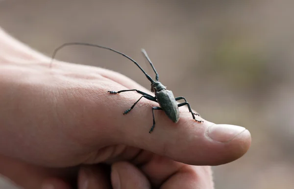 Bir parmağına beetle — Stok fotoğraf