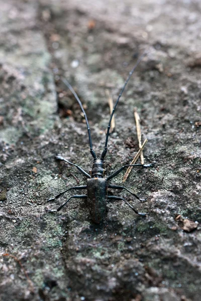 Käfer auf einem Stein — Stockfoto